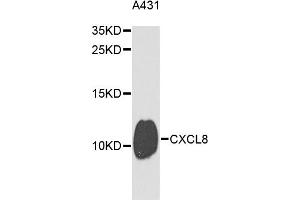Western blot analysis of extracts of A-431 cells, using CXCL8 antibody (ABIN3172524) at 1/1000 dilution. (IL-8 antibody)