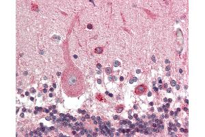 Anti-KCNN1 antibody IHC staining of human brain, cerebellum. (KCNN1 antibody  (AA 441-490))