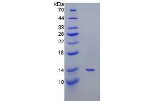 SDS-PAGE analysis of Mouse PTGS2 Protein. (PTGS2 Protein)