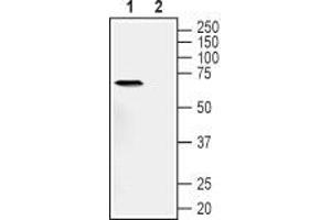 Western Blotting (WB) image for anti-Tumor Necrosis Factor Receptor Superfamily, Member 1A (TNFRSF1A) (AA 127-139), (Extracellular) antibody (ABIN7043869)