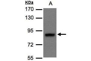 Western Blotting (WB) image for anti-Disrupted in Schizophrenia 1 (DISC1) (AA 23-85) antibody (ABIN467488) (DISC1 antibody  (AA 23-85))