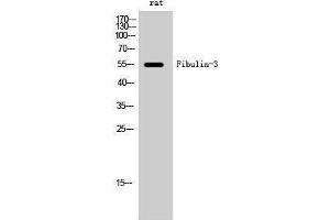 Western Blotting (WB) image for anti-Fibulin 3 (FBLN3) (Internal Region) antibody (ABIN3184621) (FBLN3 antibody  (Internal Region))