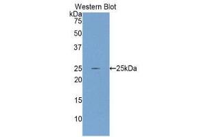 Western Blotting (WB) image for anti-Glutamate-Cysteine Ligase, Catalytic Subunit (GCLC) (AA 435-636) antibody (ABIN1858972) (GCLC antibody  (AA 435-636))