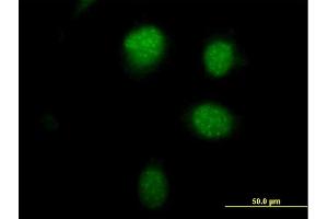 Immunofluorescence of purified MaxPab antibody to PHTF1 on HeLa cell. (PHTF1 antibody  (AA 1-637))