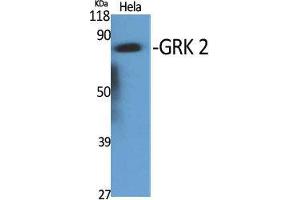Western Blot (WB) analysis of specific cells using GRK 2 Polyclonal Antibody. (GRK2 antibody  (C-Term))