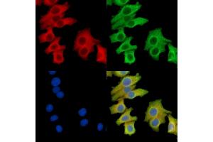 ABIN7095725 and ABIN7099787 staining Hela cells by IF/ICC. (Nephronectin antibody)