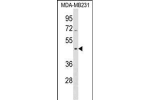 SEPT12 Antibody (Center) (ABIN1538104 and ABIN2838300) western blot analysis in MDA-M cell line lysates (35 μg/lane). (Septin 12 antibody  (AA 218-244))