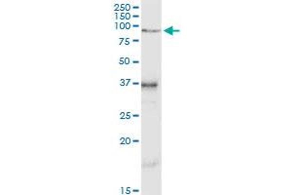 VCAM1 antibody  (AA 1-739)