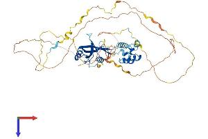 LCP2 Protein (AA 1-533) (His tag)