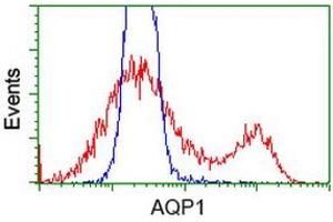 HEK293T cells transfected with either RC205304 overexpress plasmid (Red) or empty vector control plasmid (Blue) were immunostained by anti-AQP1 antibody (ABIN2454185), and then analyzed by flow cytometry. (Aquaporin 1 antibody)