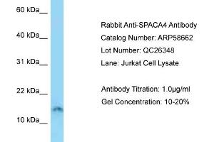 SPACA4 antibody  (N-Term)