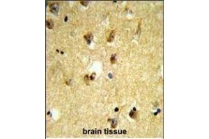 Formalin-fixed and paraffin-embedded human brain tissue reacted with KCTD12 Antibody (Center), which was peroxidase-conjugated to the secondary antibody, followed by DAB staining. (KCTD12 antibody  (AA 242-269))