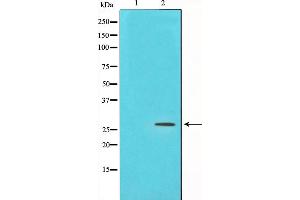 Western blot analysis on NIH-3T3 cell lysate using PDGFB Antibody,The lane on the left is treated with the antigen-specific peptide. (PDGFB antibody  (N-Term))