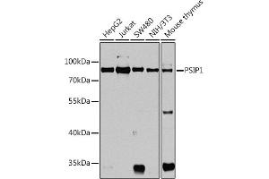 Western blot analysis of extracts of various cell lines, using PSIP1 antibody  at 1:1000 dilution. (PSIP1 antibody  (AA 301-530))