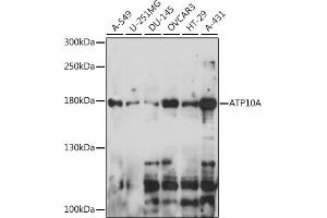 Western blot analysis of extracts of various cell lines, using A antibody (ABIN7265756) at 1:1000 dilution. (ATP10A antibody  (AA 440-690))