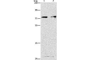 Western blot analysis of Hela and hepG2 cell, using INTS10 Polyclonal Antibody at dilution of 1:475 (INTS10 antibody)