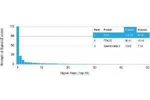 Analysis of Protein Array containing more than 19,000 full-length human proteins using EMI1 Mouse Monoclonal Antibody (EMI1/1176). (FBXO5 antibody  (AA 1-250))