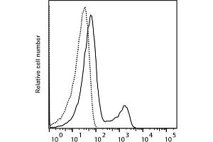 Detection of IFN-γ by flow cytometry in viable guinea pig spleen cells. (Interferon gamma antibody  (PromoFluor-488 Premium))