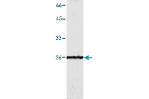 Western blot analysis of HepG2 whole cell lystae with GSTO1 monoclonal antibody, clone 2  at 1:500 dilution. (GSTO1 antibody)