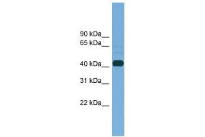 PLAT antibody used at 1 ug/ml to detect target protein. (PLAT antibody  (Middle Region))