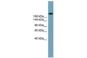 ABCA12 antibody used at 1 ug/ml to detect target protein. (ABCA12 antibody)