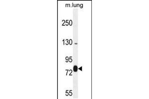 Western blot analysis in mouse lung tissue lysates (35ug/lane). (EXOC8 antibody  (AA 360-389))