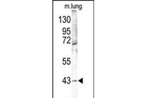 Western blot analysis of p38 gam (PK12) Antibody (Center) (ABIN391329 and ABIN2841359) in mouse lung tissue lysates (35 μg/lane). (MAPK12 antibody  (AA 339-367))