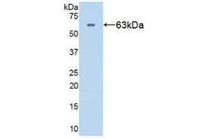 Western blot analysis of recombinant Human HSPD1. (HSPD1 antibody  (AA 1-573))