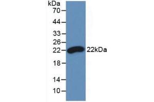 Western blot analysis of recombinant Chicken IFNb. (IFNB1 antibody  (AA 27-203))