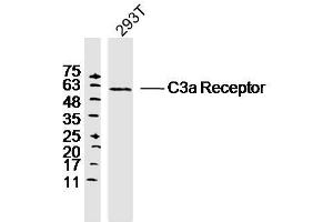293T lysates probed with C3a Receptor Polyclonal Antibody, Unconjugated  at 1:300 dilution and 4˚C overnight incubation. (C3AR1 antibody  (AA 401-482))