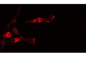 ABIN6274780 staining 293 cells by IF/ICC. (RPL35 antibody  (C-Term))