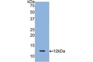 Detection of Recombinant PRG4, Human using Polyclonal Antibody to Proteoglycan 4 (PRG4) (Proteoglycan 4 antibody  (AA 1151-1241))