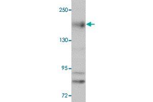 Western blot analysis of NLRC5 in EL4 cell lysate with NLRC5 polyclonal antibody  at 1 ug/mL. (NLRC5 antibody  (N-Term))