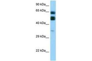 Image no. 1 for anti-Chromosome 16 Open Reading Frame 70 (C16orf70) (AA 255-304) antibody (ABIN6748108) (C16orf70 antibody  (AA 255-304))
