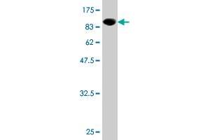 Western Blot detection against Immunogen (92. (CCDC99 antibody  (AA 1-605))