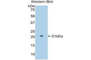 Western Blotting (WB) image for anti-Lysosomal-Associated Membrane Protein 2 (LAMP2) (AA 191-362) antibody (ABIN1174646)