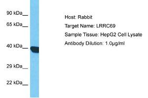 Host: Rabbit Target Name: LRRC69 Sample Type: HepG2 Whole Cell lysates Antibody Dilution: 1. (LRRC69 antibody  (C-Term))