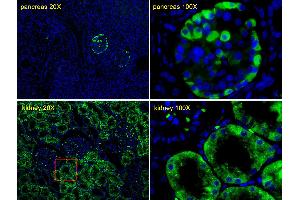 Immunofluorescent analysis of Human pancreas tissues and Human kidney tissues, using TTR Antibody (C-term) (ABIN652227 and ABIN2840949). (TTR antibody  (C-Term))