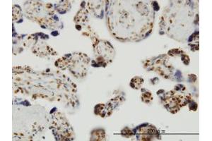 Image no. 1 for anti-THUMP Domain Containing 1 (THUMPD1) (AA 1-212) antibody (ABIN599266) (THUMPD1 antibody  (AA 1-212))