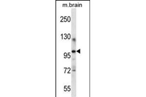 ITCH Antibody (Center) (ABIN657549 and ABIN2846563) western blot analysis in mouse brain tissue lysates (35 μg/lane). (ITCH antibody  (AA 509-536))