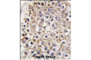 Formalin-fixed and paraffin-embedded human testis tissue reacted with Autophagy LC3 antibody (G8b) (C-term) 1802b , which was peroxidase-conjugated to the secondary antibody, followed by DAB staining. (MAP1LC3A antibody  (C-Term))