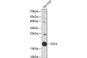 Western blot analysis of extracts of rat liver, using FGF4 antibody (ABIN7267187) at 1:3000 dilution. (FGF4 antibody  (AA 31-206))