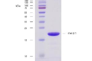 Recombinant allergen rFel d 1 purity verification.