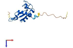 SRP19 Protein (AA 1-144) (His tag)