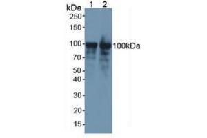 Western blot analysis of (1) Mouse Brain Tissue and (2) Mouse Spleen Tissue.