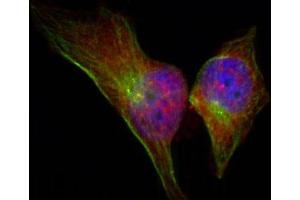 Immunofluorescence staining of methanol-fixed HeLa cells showing cytoplasmic, nuclear, centrosomal, midbody staining using Phospho-HSPB1-S78 antibody (ABIN2987689). (HSP27 antibody  (pSer78))