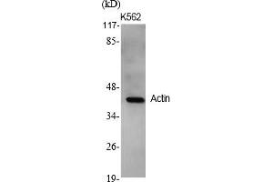 Western Blot analysis of various cells using Actin Polyclonal Antibody diluted at 1:2000. (Actin antibody  (AA 300-380))