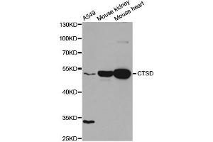 Western Blotting (WB) image for anti-Cathepsin D (CTSD) antibody (ABIN1872099) (Cathepsin D antibody)