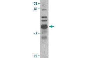 Western blot analysis of Trim30 in mouse spleen tissue lysate with Trim30 polyclonal antibody  at 1 ug/mL . (TRIM30 antibody  (C-Term))