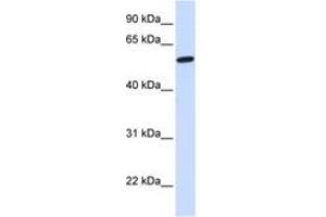 Image no. 1 for anti-NMDA Receptor Synaptonuclear Signaling and Neuronal Migration Factor (NSMF) (N-Term) antibody (ABIN6743102) (NMDA Receptor Synaptonuclear Signaling and Neuronal Migration Factor (NSMF) (N-Term) antibody)